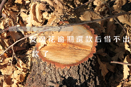安逸花逾期還款后借不出(安逸花近期不能借款了)