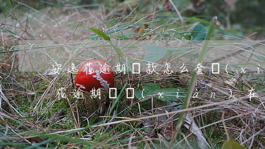 安逸花逾期還款怎么套現(xiàn)(安逸花逾期過,現(xiàn)在還清了,有額度借不了)