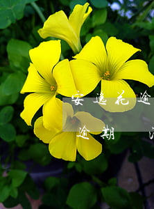 安逸花逾期還清后對征信有影響嗎-安逸花逾期還清后對征信有影響嗎知乎