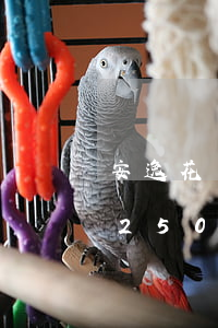 安逸花還款2500還1000-安逸花借2500還多少