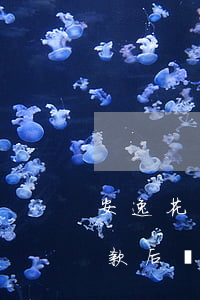 安逸花還款后額度都變成消費的-安逸花還款后額度都變成消費的了