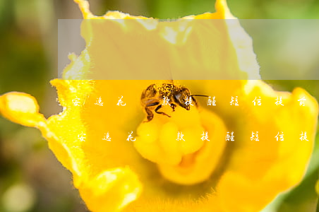 安逸花還款提醒短信提前幾天發(fā)-安逸花還款提醒短信提前幾天發(fā)信息