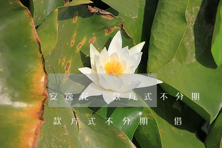 安逸花還款方式不分期隨借隨還-安逸花還款方式不分期隨借隨還怎么辦