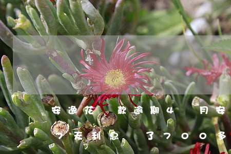 安逸花還款逾期4個月(安逸花逾期四個月27天利息長了700多)