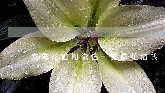 安鑫花逾期微信-安鑫花借钱