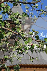 安鑫花逾期會(huì)自動(dòng)扣款嗎(安鑫花逾期會(huì)自動(dòng)扣款嗎)