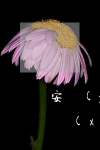 安陽(yáng)信用卡逾期停息分期怎么協(xié)商-信用卡停息分期怎么申請(qǐng)