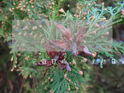 安陽離婚去哪里起訴(安陽離婚證去哪里辦)