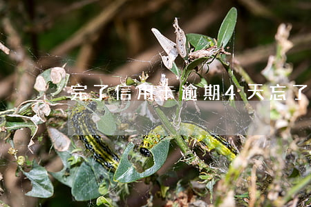 完了信用卡逾期4天(忘了還信用卡,超期4天)