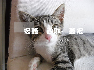 宏鑫寶逾期-鑫宏寶為什么這么貴