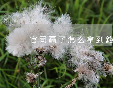 官司贏了怎么拿到錢(官司贏了怎么拿到錢)