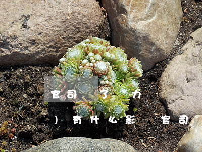 官司輸了無力償還債務(wù)會(huì)有什么影響(官司輸了欠的錢不還會(huì)怎么樣)