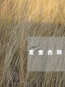 定金合同糾紛怎么處理
