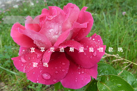 宜享花逾期還能借款嗎-宜享花逾期還能借款嗎