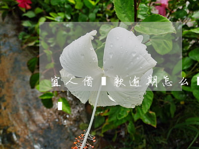 宜人借貸款逾期怎么辦(宜人貸還不了款怎么辦)