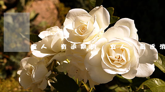 宜人貸有逾期的嗎(宜人貸最近消息)