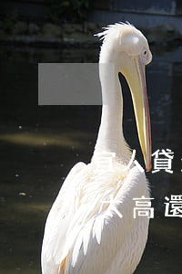 宜人貸欠了5萬還不上了怎么辦(宜人貸利息太高還不起了怎么辦)