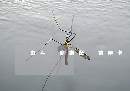 宜人貸逾期影響信用卡