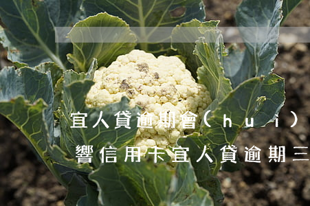 宜人貸逾期會(huì)不會(huì)影響信用卡(宜人貸逾期三天會(huì)給自己帶來什么影響)