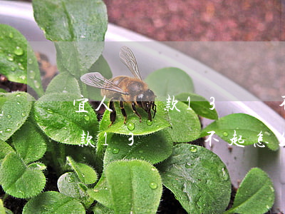 宜人貸還款13萬還不起怎么辦-宜人貸還款13萬還不起怎么辦呢