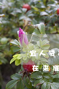 宜人贷连续5期逾期还款(宜人贷两年没还现在来催)