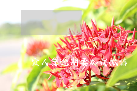 宜人贷逾期要加我微信