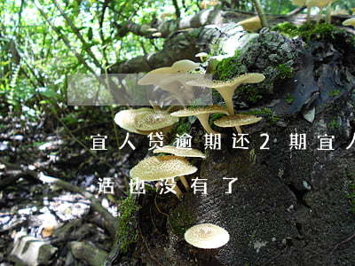 宜人贷逾期还2期 宜人贷逾期两年了现在电话也没有了