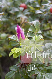 宜信借款逾期會被起訴嗎(宜信貸款不還會被起訴嗎)
