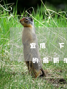 宜信線下貸款逾期上門(宜貸網(wǎng)的最新消息)