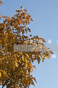 宜信貸款逾期扣多少錢(宜信貸款逾期還不上怎么辦)