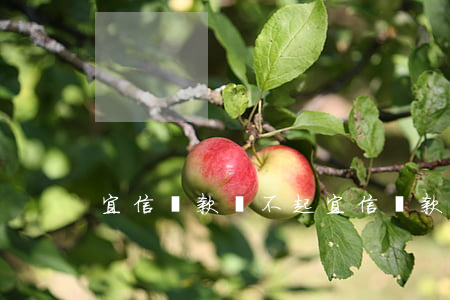 宜信貸款還不起(宜信貸款還不起款怎么辦)