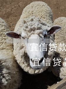 宜信贷款无力偿还了怎么办已经逾期了信-宜信贷款逾期还不上怎么办