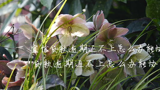 宜信贷款逾期还不上怎么办能协商吗-宜信贷款逾期还不上怎么办能协商吗知乎