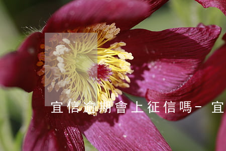 宜信逾期會上征信嗎-宜信不還會上征信嗎