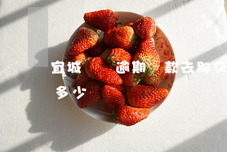 宜城車輛逾期罰款去那交(宜昌違章停車罰款多少)