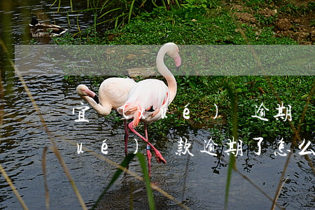 宜學(xué)貸逾期還款怎么辦(助學(xué)貸款逾期了怎么辦)