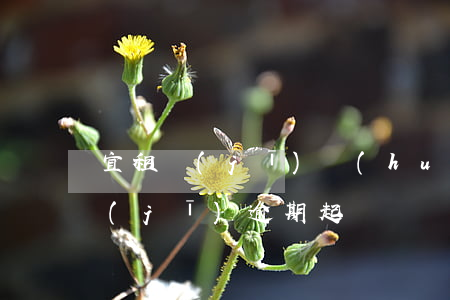 宜租機(jī)會(huì)起訴嗎（宜租機(jī)逾期起訴）
