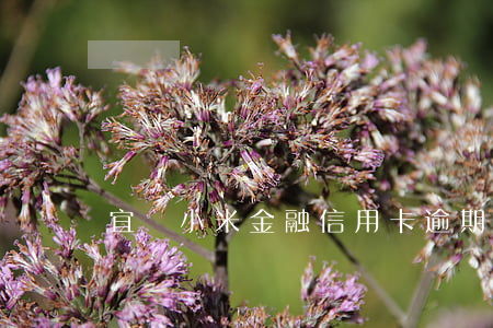 宜興小米金融信用卡逾期