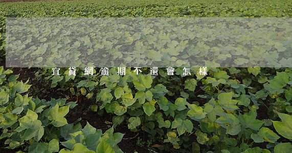 宜貸網逾期不還會怎樣