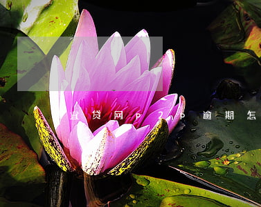 宜贷网p2p逾期怎么办(宜人贷退出p2p)