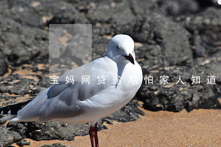 宝妈网贷逾期怕家人知道