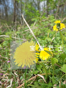 “宝宝巴士”在美被判侵权，赔偿100万元