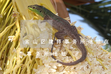宝山区律师事务所地址在哪里(上海宝山律师事务所地址)