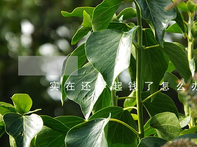 实在还不起钱了怎么办(还不上钱了怎么办)