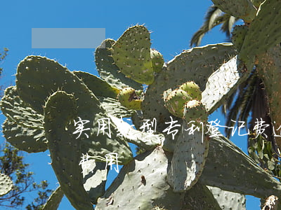 实用新型专利登记费逾期 实用新型专利年审费用