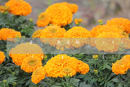 客戶貸款逾期數(shù)據(jù)統(tǒng)計(jì)(貸款逾期案例分析)