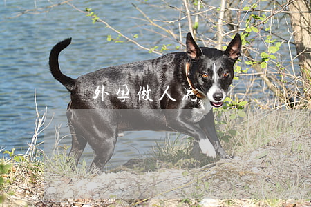 宮外孕做人流