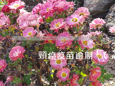 宮頸癌疫苗逾期沒(méi)有注射怎么辦-
