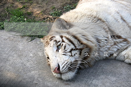 家乐卡逾期怎么还款(家乐卡可以延期还款吗)