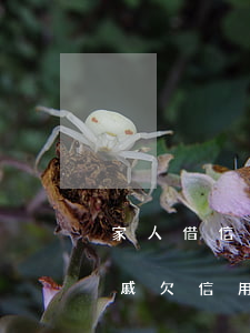 家人借信用卡的钱不还,会不会牵扯到家人（亲戚欠信用卡24万）